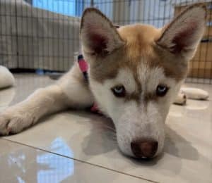 Young husky puppy lying on a tile floor indoors wearing a harness, looking calmly toward the camera during a training or rest moment