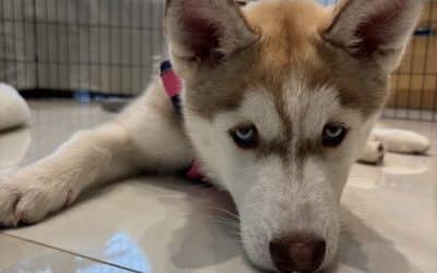 Managing Expectations in Dog Training: Why Your Dog Isn’t “Bad”