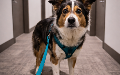 Living with a Reactive Dog in a Miami Apartment