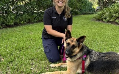 Dog Walking Apps vs Professional Dog Walkers in Miami
