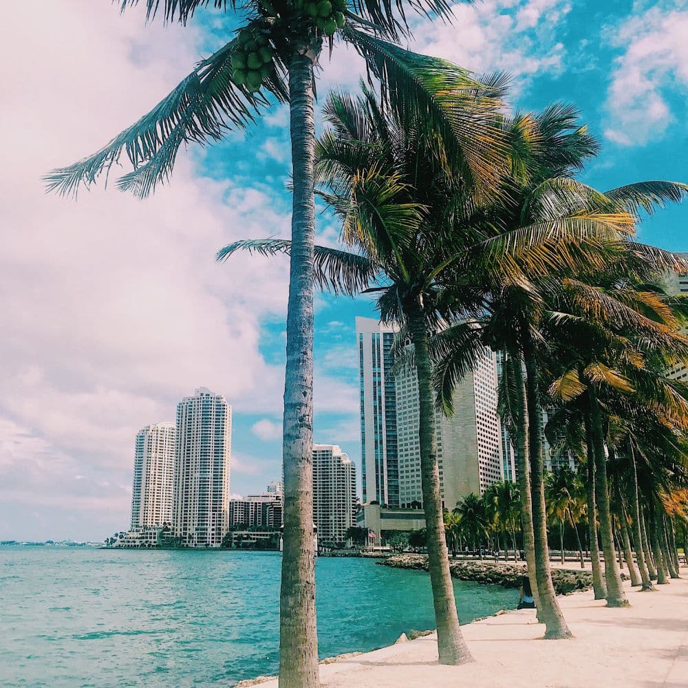 pet sitting dog training is available throughout the Greater Miami area