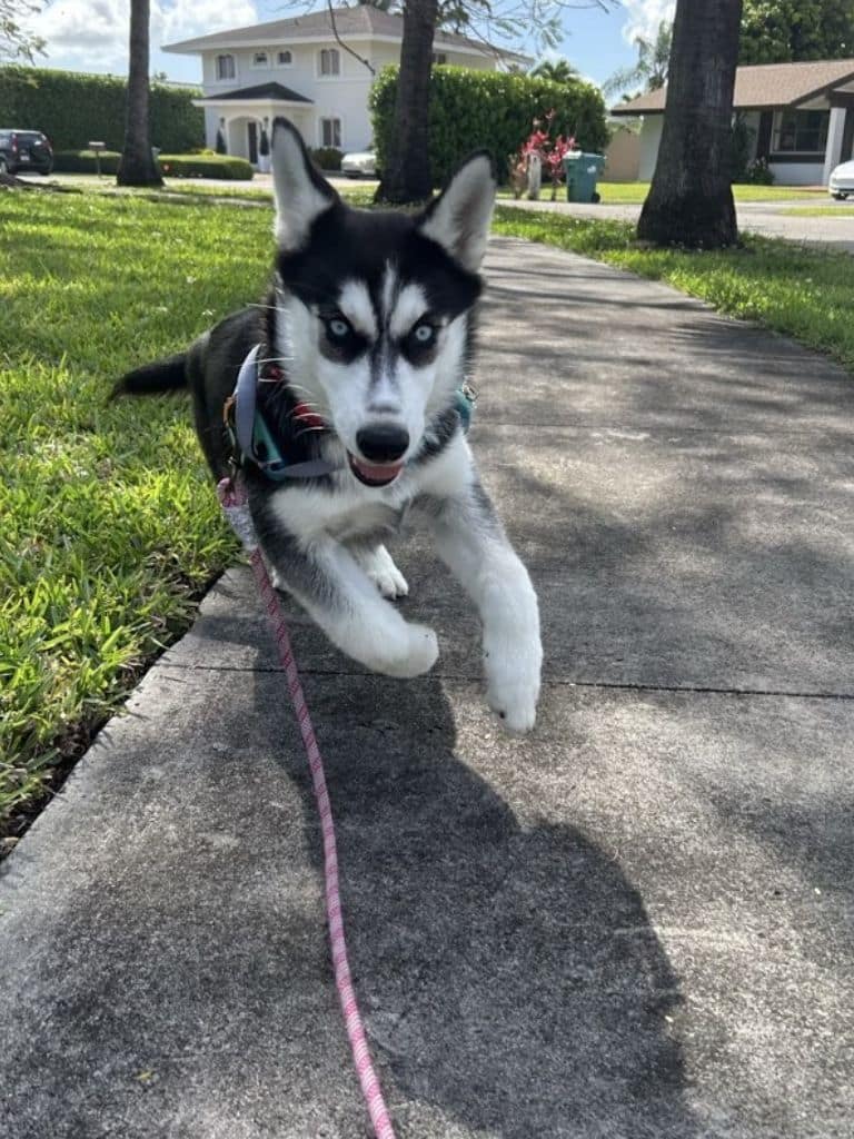 About our Behavior Issues Dog Training in Miami About our Behavior Issues Dog Training in Miami