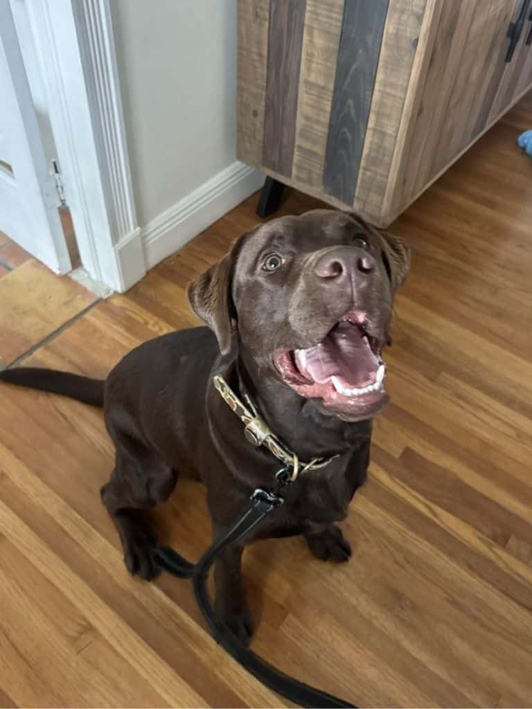 Dog during board and Train program in Miami