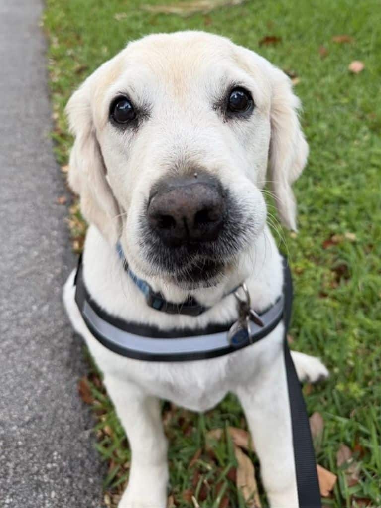 How we can help with Behavior Issues Dog Training in Miami How we can help with Behavior Issues Dog Training in Miami