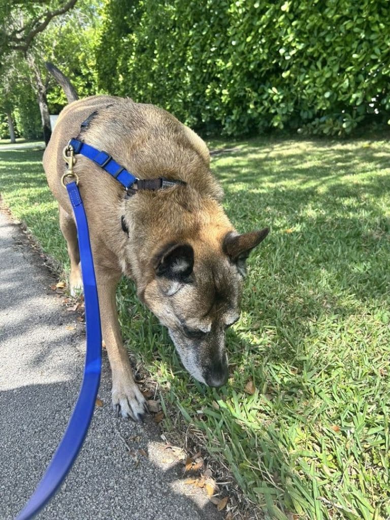 Transform Your Miami Dog’s Behavior in Just One Session