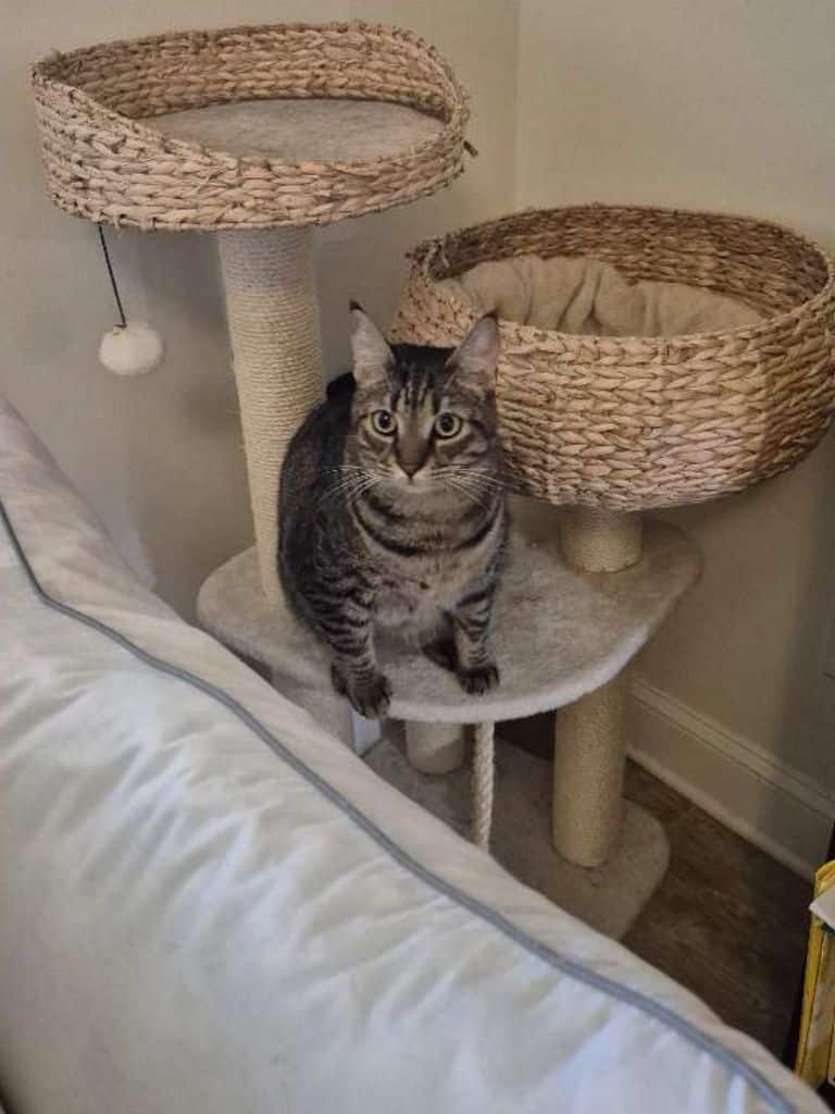 cat during a cat sitting visit in Miami with Dances with Dogs