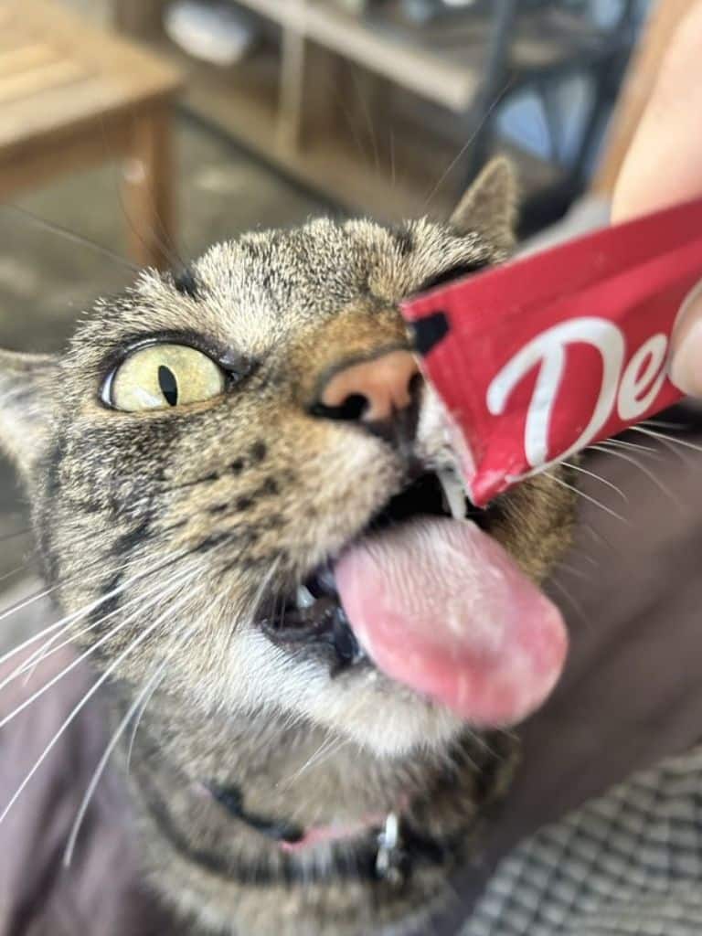cat getting fed during a pet sitting visit in Miami with Dances with Dogs