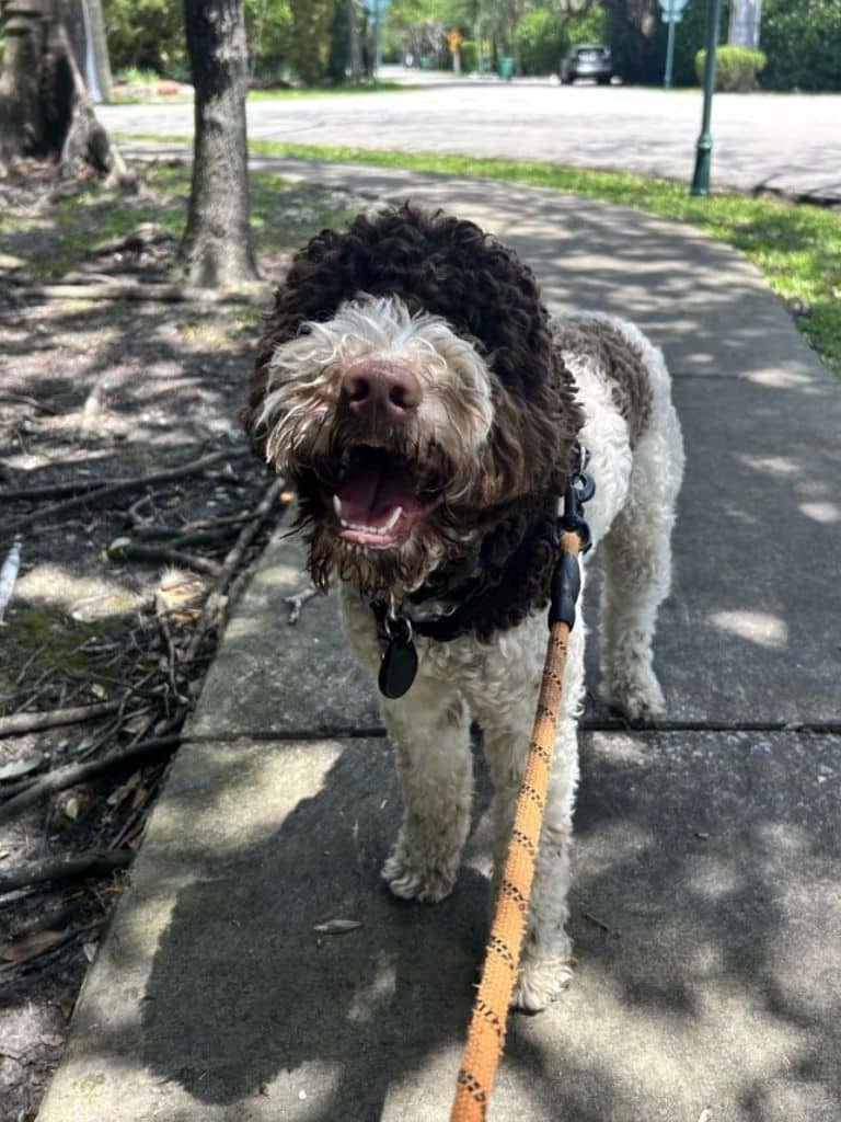 dog on a leashed dog walking visit in Miami