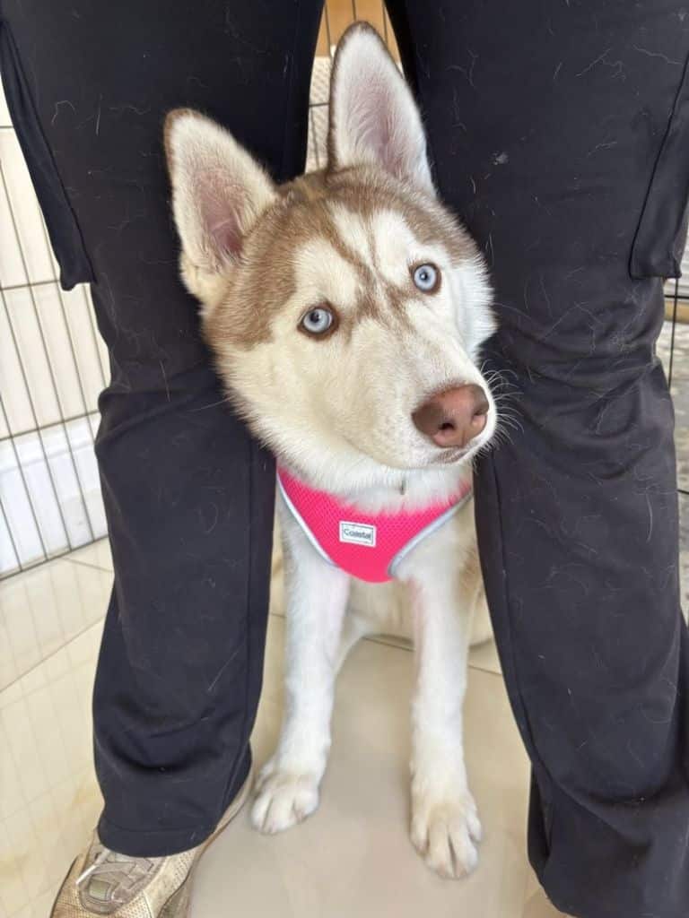 Dog during board and Train program in Miami FL