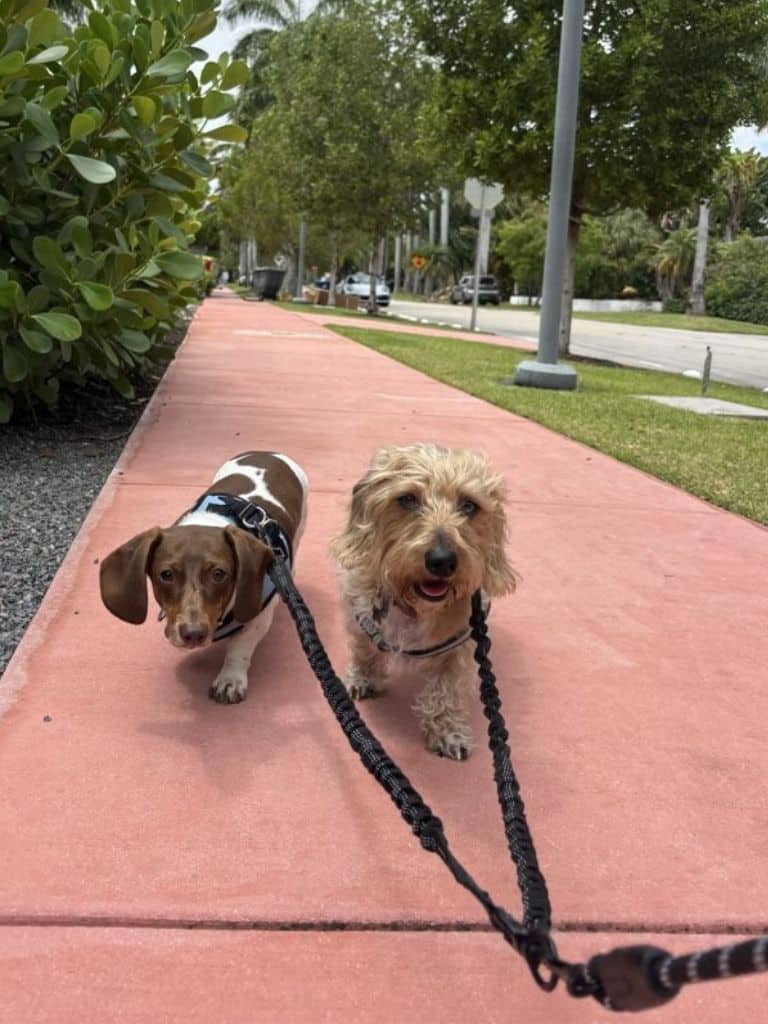 two dogs on a leashed dog walking visit in Miami